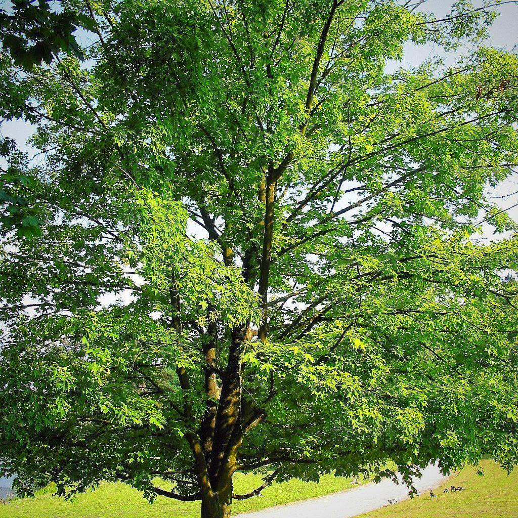 Acer saccharum ~ Sugar Maple - Delivered By ServeScape