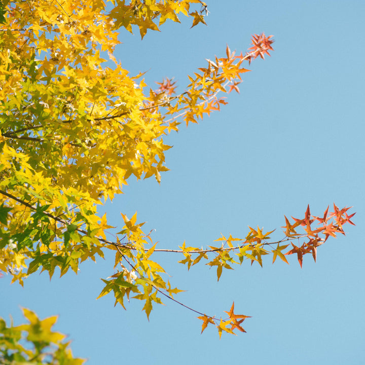 Acer truncatum ~ Shantung Maple-ServeScape