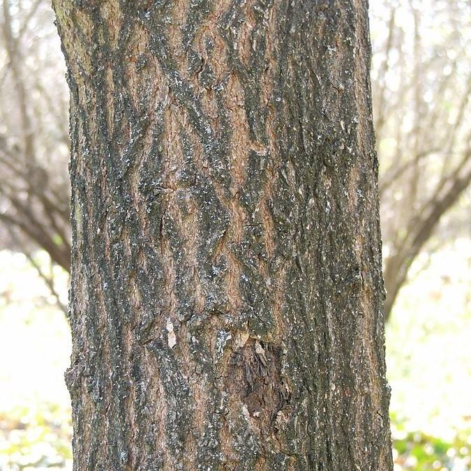 Acer truncatum ~ Shantung Maple-ServeScape