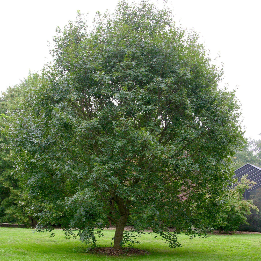 Acer truncatum ~ Shantung Maple-ServeScape