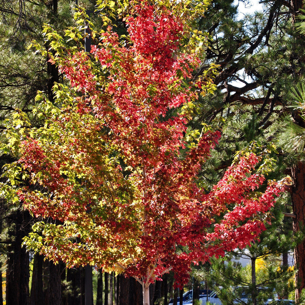 Acer x freemanii 'Jeffersred' ~ Autumn Blaze Freeman Red Maple-ServeScape