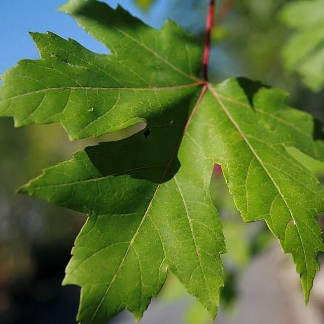 Acer x freemanii 'Jeffersred' ~ Autumn Blaze Freeman Red Maple-ServeScape