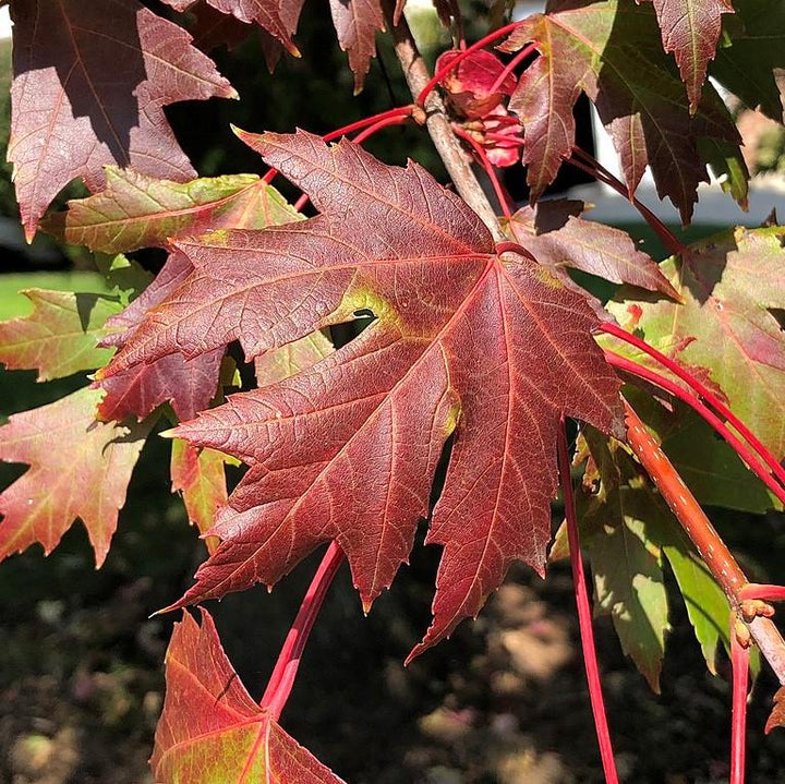 Acer x freemanii 'Jeffersred' ~ Autumn Blaze Freeman Red Maple-ServeScape