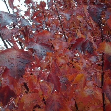 Acer x freemanii 'Jeffersred' ~ Autumn Blaze Freeman Red Maple - Delivered By ServeScape