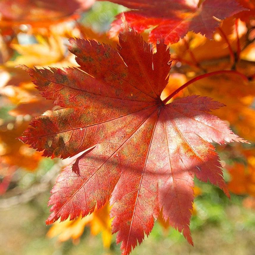 Acer japonicum 'Ed Woods' ~ Ed Woods Fullmoon Maple-ServeScape