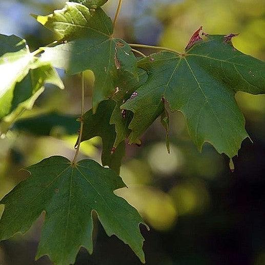 Acer saccharum 'Commemoration' ~ Commemoration® Sugar Maple-ServeScape