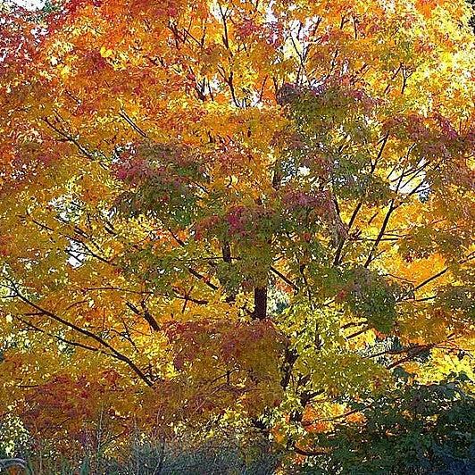 Acer saccharum 'Green Mountain' ~ Green Mountain Sugar Maple-ServeScape