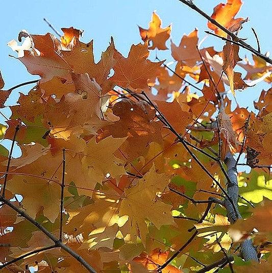 Acer saccharum 'Green Mountain' ~ Green Mountain Sugar Maple-ServeScape