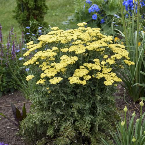 Achillea ’Firefly Sunshine’ ~ Firefly Sunshine Yarrow-ServeScape