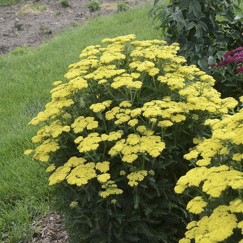 Achillea ’Firefly Sunshine’ ~ Firefly Sunshine Yarrow-ServeScape