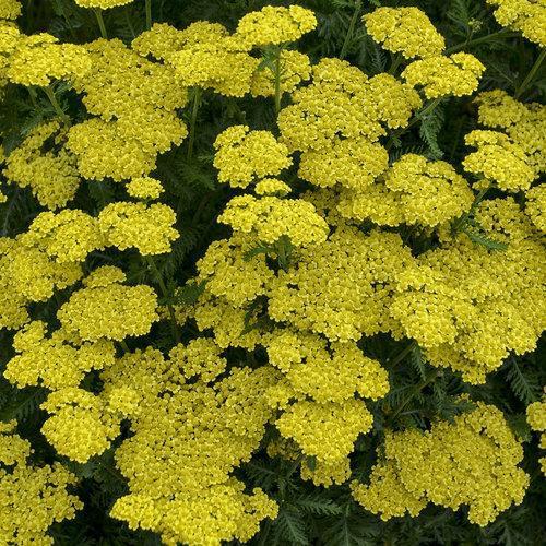 Achillea ’Firefly Sunshine’ ~ Firefly Sunshine Yarrow-ServeScape