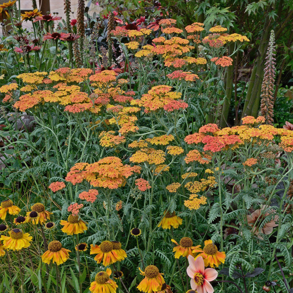 Achillea 'Sassy Summer Sunset' ~ Sassy Summer Sunset Yarrow-ServeScape