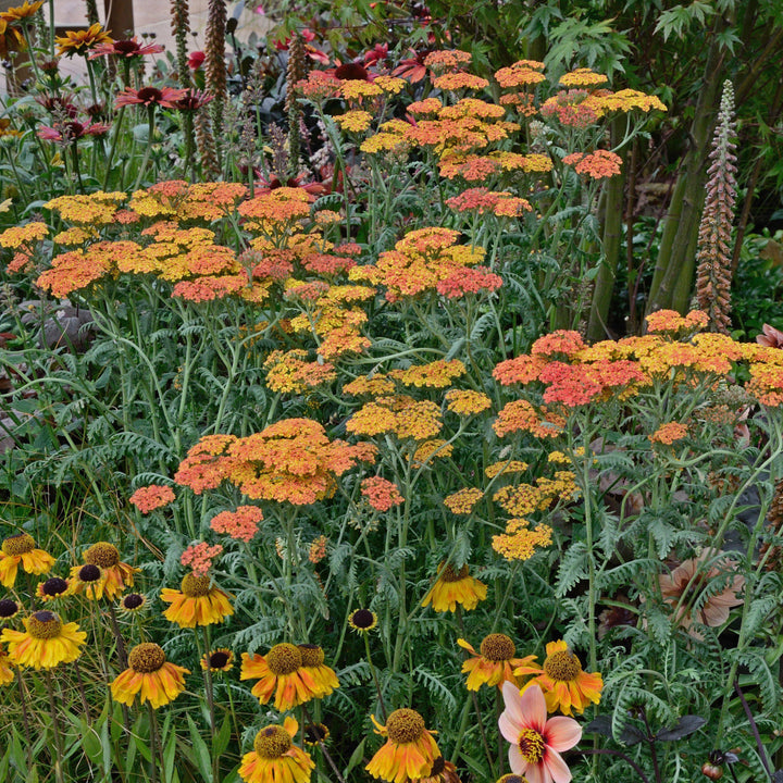 Achillea 'Sassy Summer Sunset' ~ Sassy Summer Sunset Yarrow-ServeScape