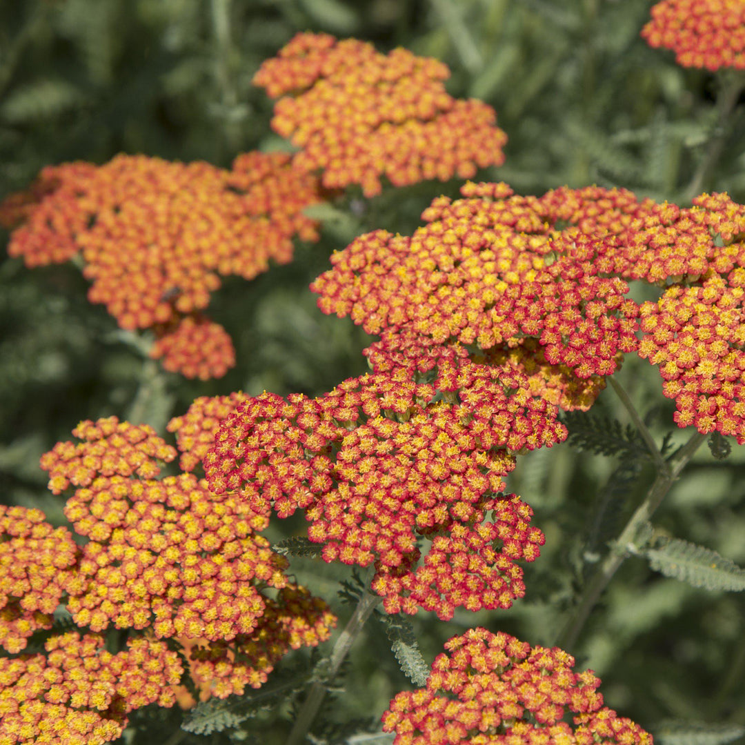 Achillea 'Sassy Summer Sunset' ~ Sassy Summer Sunset Yarrow-ServeScape