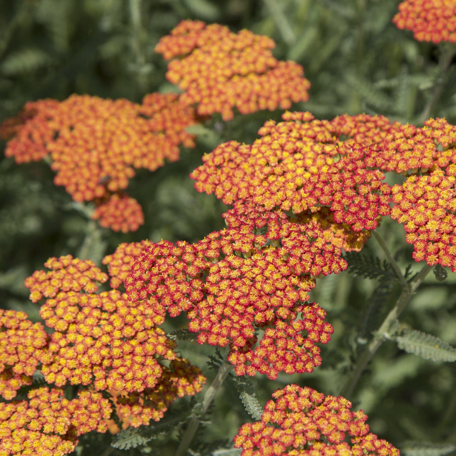 Achillea 'Sassy Summer Sunset' ~ Sassy Summer Sunset Yarrow-ServeScape