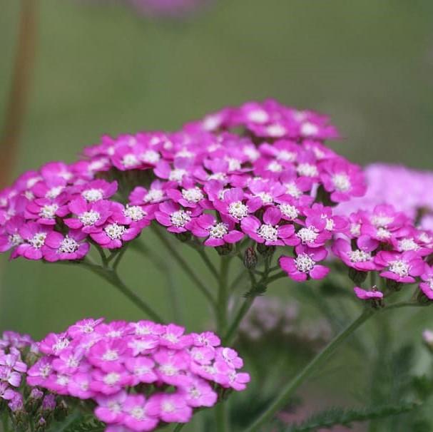 Achillea millefolium 'Balvinviolet' USPP 25,750' ~ New Vintage™ Violet Yarrow-ServeScape