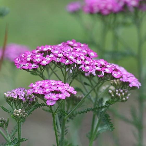Achillea millefolium 'Balvinviolet' USPP 25,750' ~ New Vintage™ Violet Yarrow-ServeScape