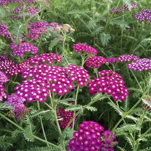 Achillea millefolium 'Balvinviolet' USPP 25,750' ~ New Vintage™ Violet Yarrow-ServeScape