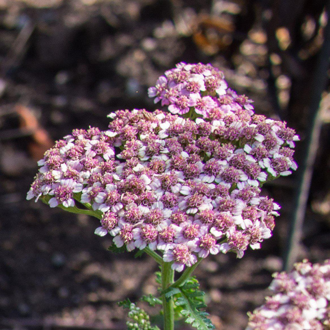 Achillea millefolium 'Desert Eve Deep Rose' ~ Desert Eve™ Deep Rose Yarrow-ServeScape