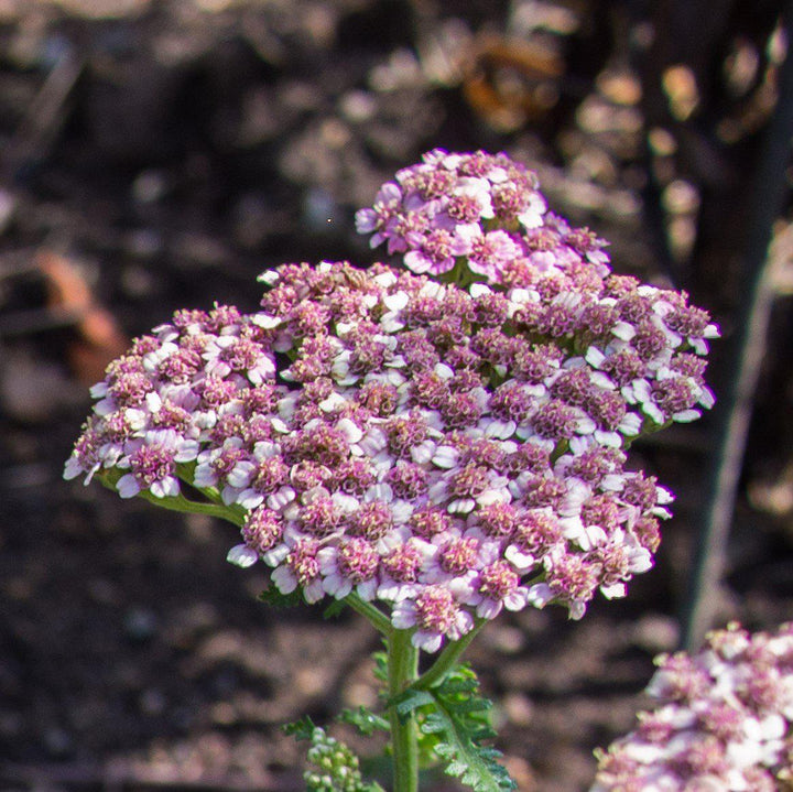 Achillea millefolium 'Desert Eve Deep Rose' ~ Desert Eve™ Deep Rose Yarrow-ServeScape