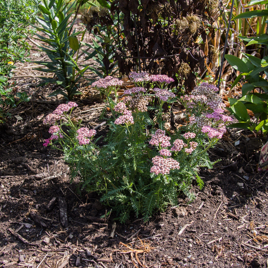 Achillea millefolium 'Desert Eve Deep Rose' ~ Desert Eve™ Deep Rose Yarrow-ServeScape