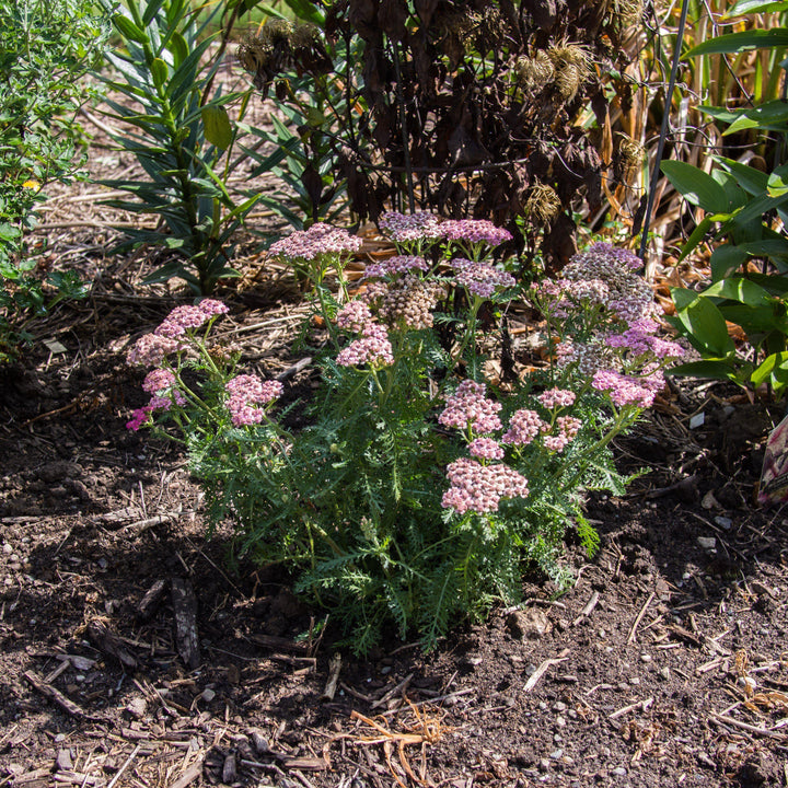 Achillea millefolium 'Desert Eve Deep Rose' ~ Desert Eve™ Deep Rose Yarrow-ServeScape