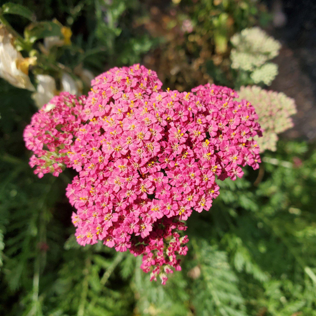 Achillea millefolium 'Desert Eve Deep Rose' ~ Desert Eve™ Deep Rose Yarrow-ServeScape