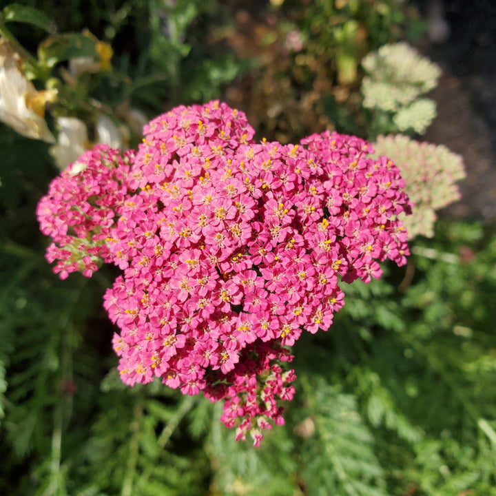 Achillea millefolium 'Desert Eve Deep Rose' ~ Desert Eve™ Deep Rose Yarrow-ServeScape