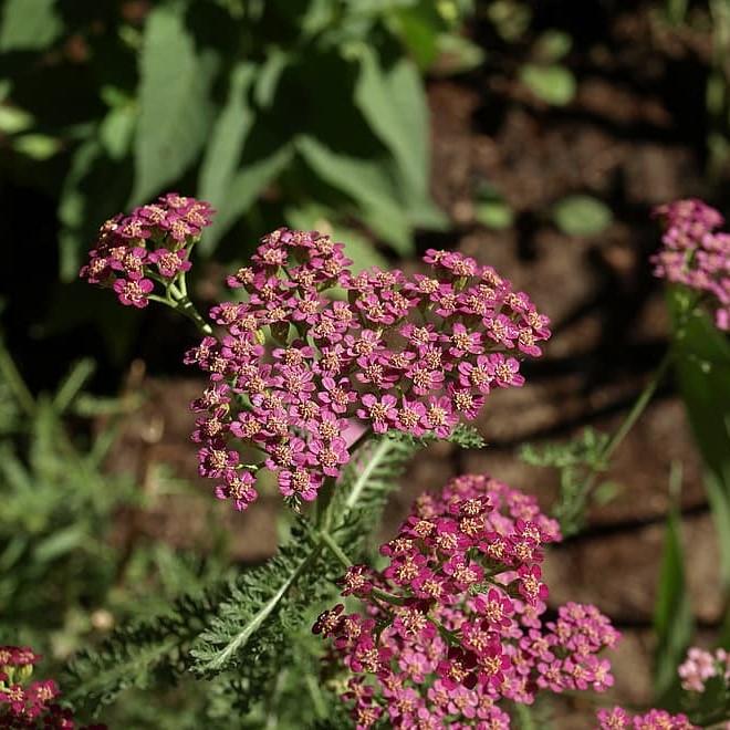 Achillea millefolium 'Desert Eve Deep Rose' ~ Desert Eve™ Deep Rose Yarrow - Delivered By ServeScape