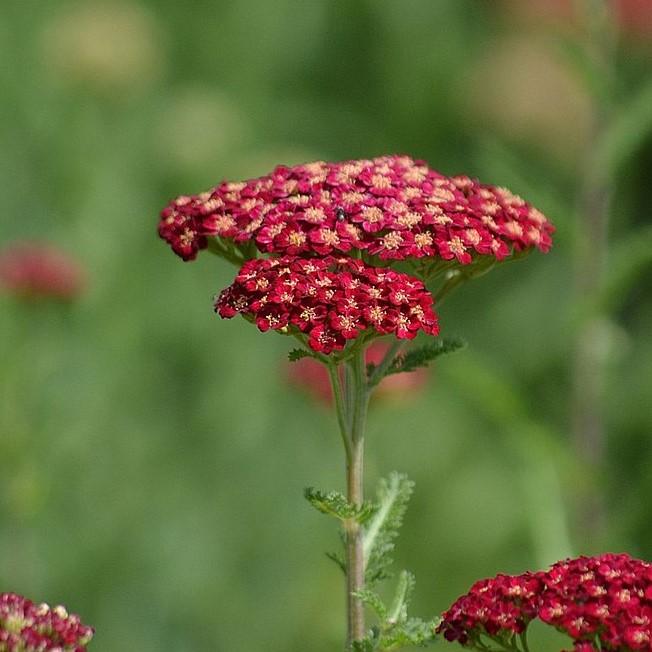 Achillea millefolium ‘Desred’ ~ Desert Eve™ Deep Red Yarrow-ServeScape