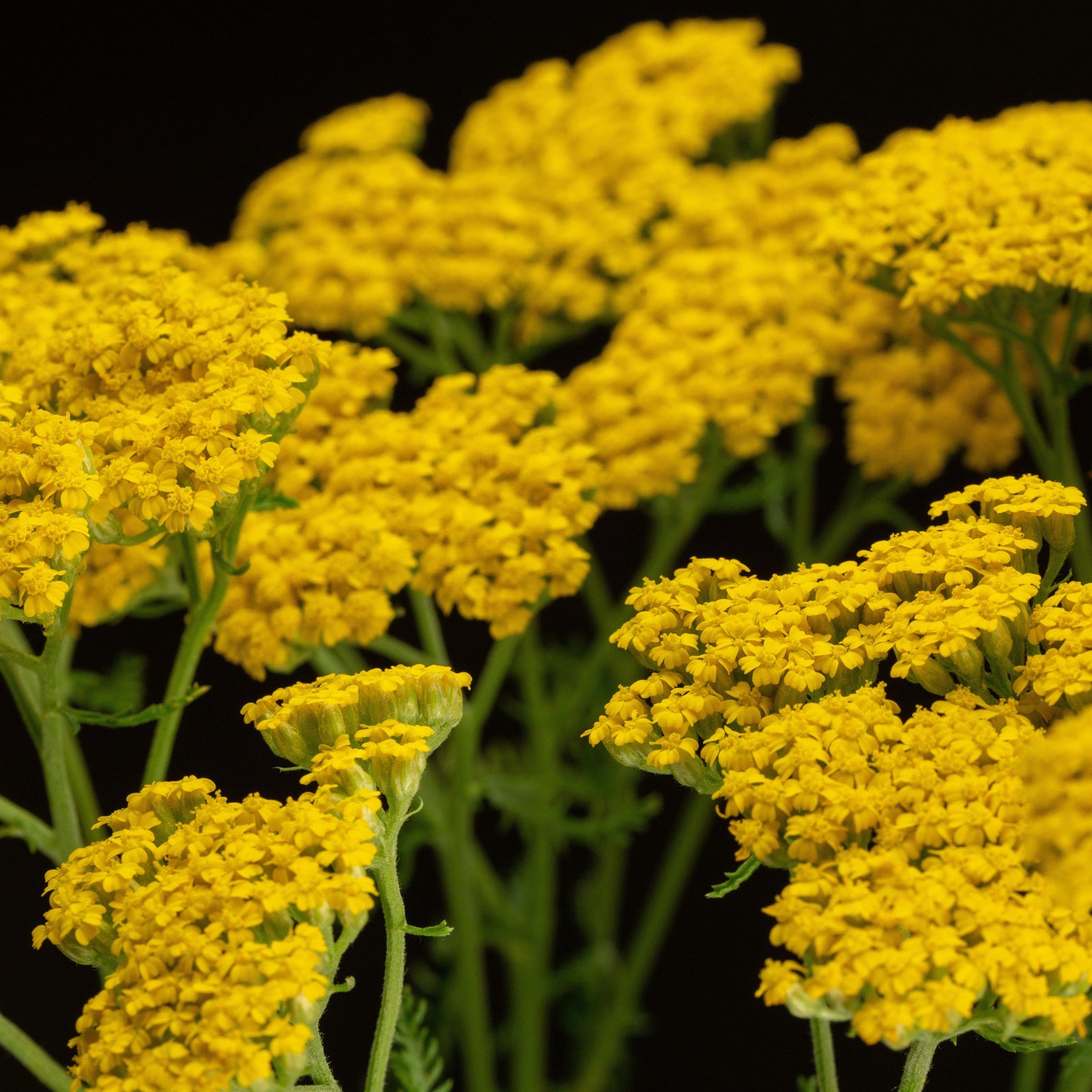 Achillea millefolium 'Desyel' ~ Desert Eve™ Yellow Yarrow-ServeScape