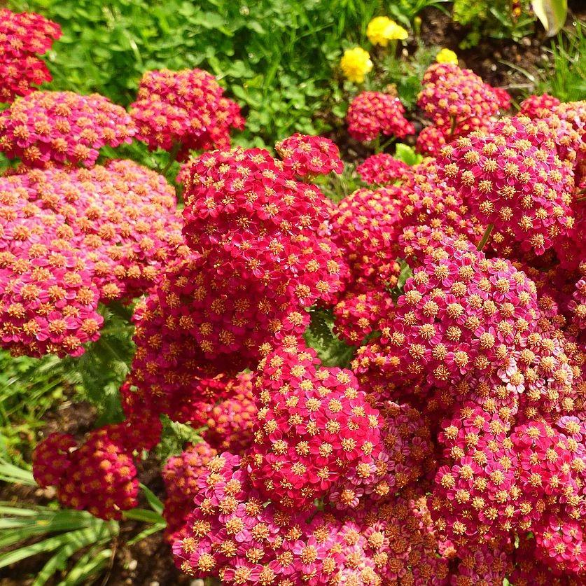 Achillea millefolium 'FLORACHRE1' ~ Milly Rock™ Red Yarrow-ServeScape