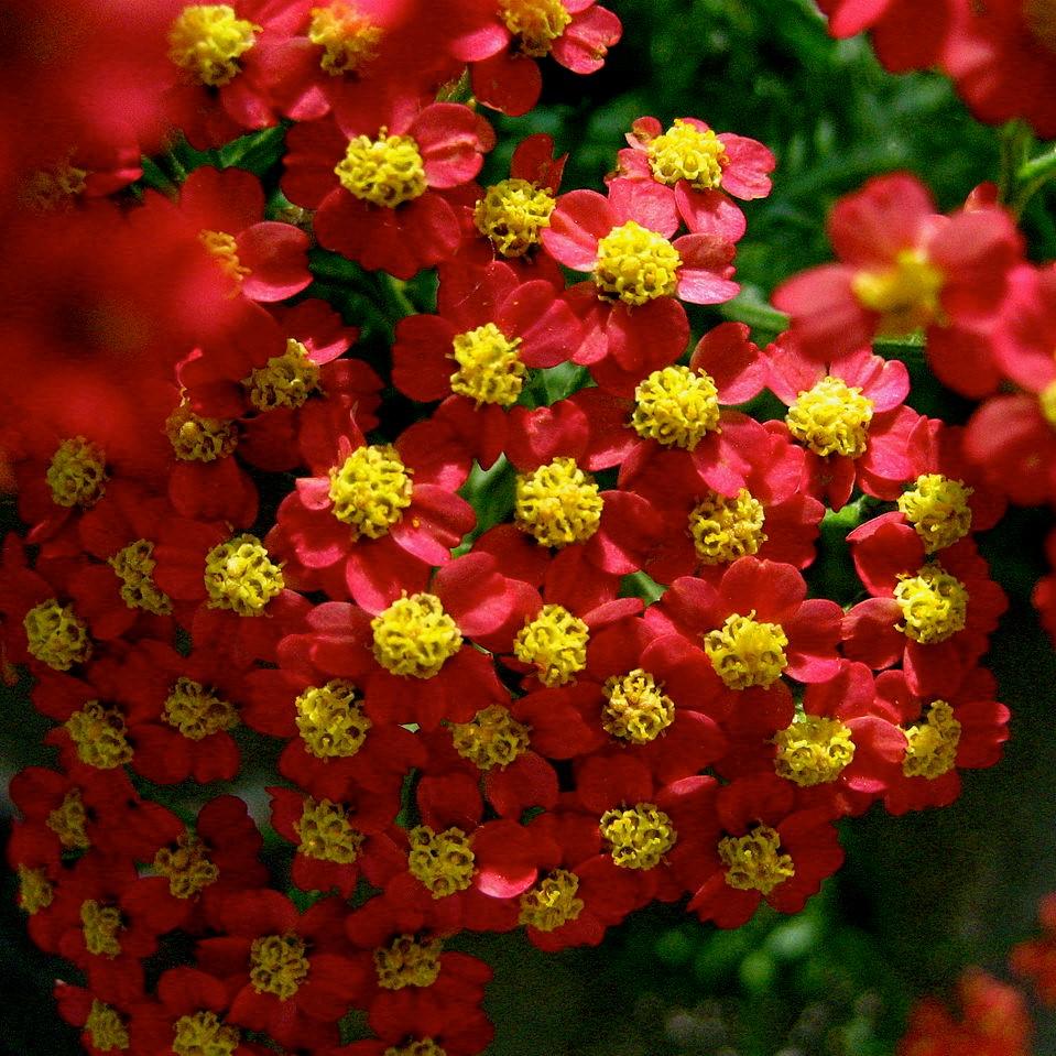Achillea millefolium 'FLORACHRE1' ~ Milly Rock™ Red Yarrow-ServeScape