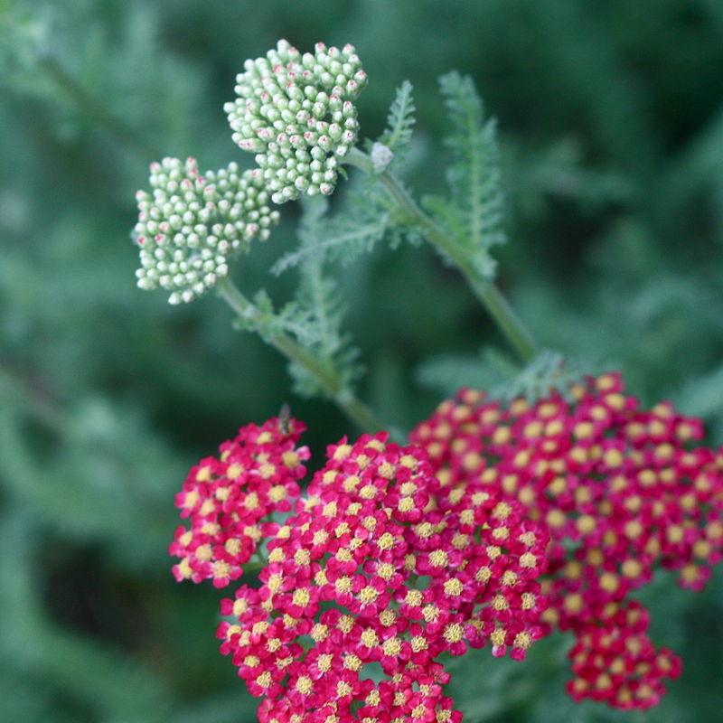 Achillea millefolium 'FLORACHRE1' ~ Milly Rock™ Red Yarrow - Delivered By ServeScape