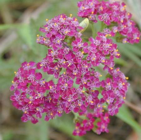 Achillea millefolium 'FLORACHRO1' ~ Milly Rock™ Rose Yarrow-ServeScape