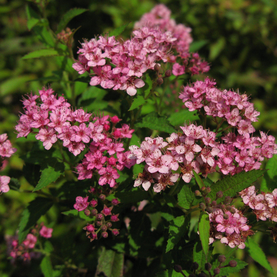 Achillea millefolium 'FLORACHRO1' ~ Milly Rock™ Rose Yarrow-ServeScape