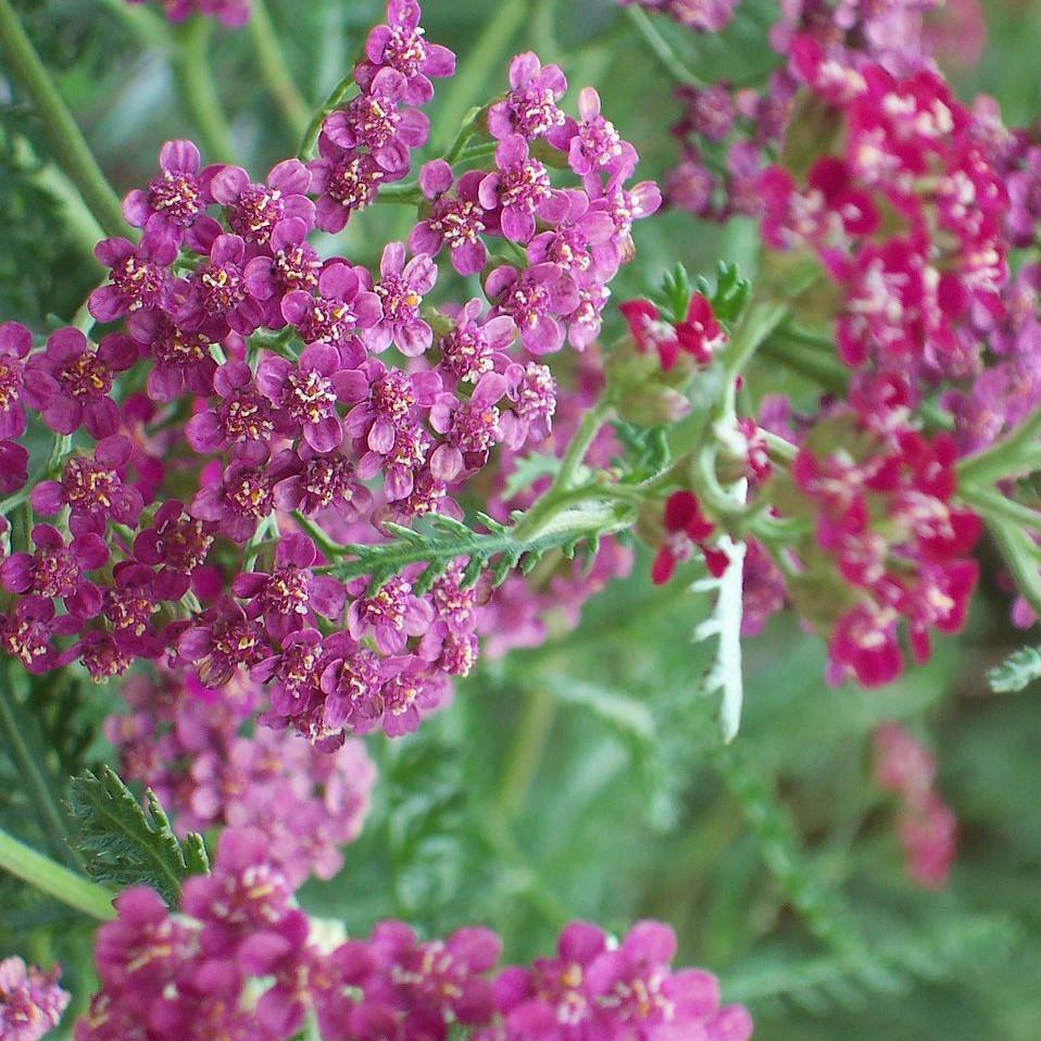 Achillea millefolium 'FLORACHRO1' ~ Milly Rock™ Rose Yarrow - Delivered By ServeScape