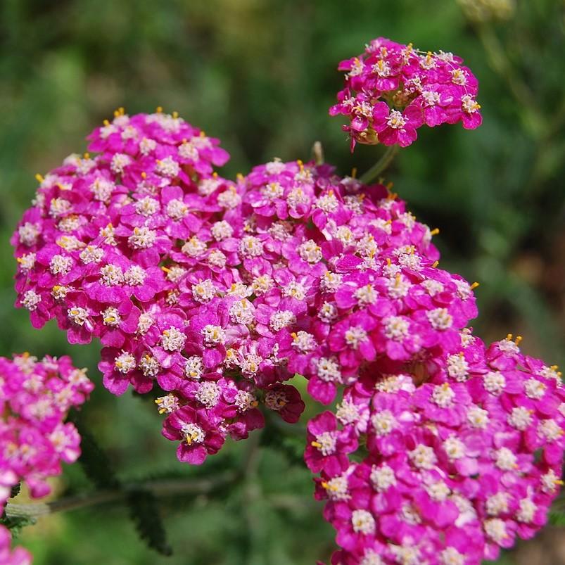 Achillea millefolium 'Oertel's Rose' ~ Oertel's Rose Yarrow-ServeScape