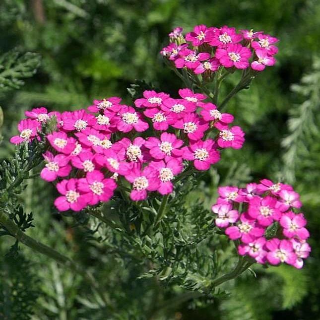 Achillea millefolium 'Oertel's Rose'  ~ Oertel's Rose Yarrow - Delivered By ServeScape