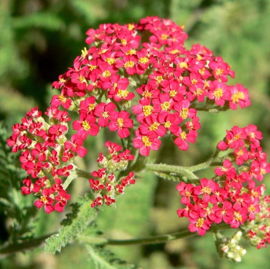 Achillea millefolium 'Paprika' ~ Paprika Yarrow-ServeScape