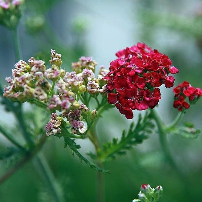 Achillea millefolium 'Paprika' ~ Paprika Yarrow-ServeScape