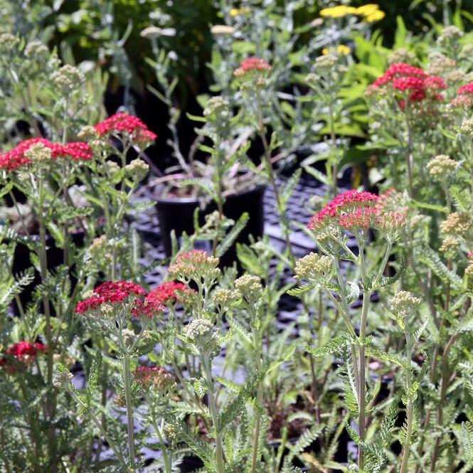 Achillea millefolium 'Paprika' ~ Paprika Yarrow-ServeScape