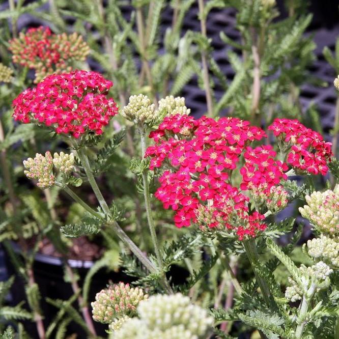Achillea millefolium 'Paprika' ~ Paprika Yarrow - Delivered By ServeScape