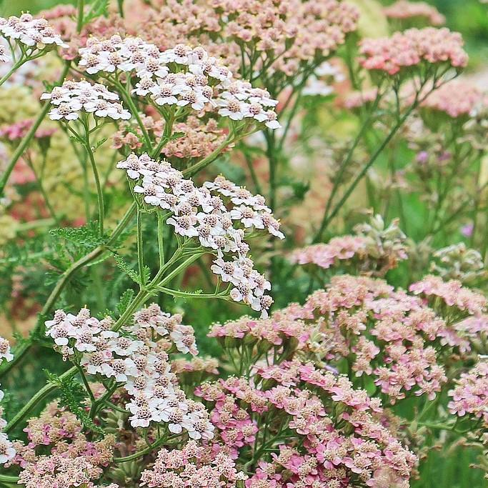 Achillea millefolium 'Peachy Seduction' ~ Peachy Seduction Yarrow-ServeScape