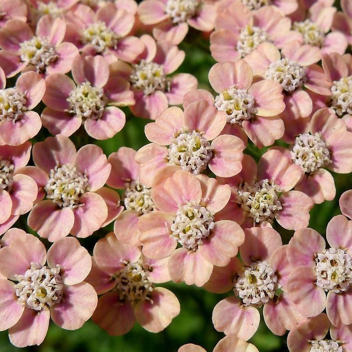 Achillea millefolium 'Peachy Seduction' ~ Peachy Seduction Yarrow - Delivered By ServeScape