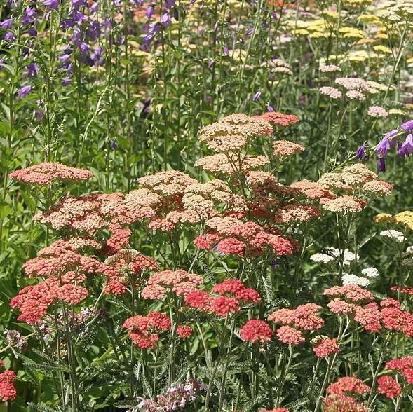Achillea millefolium 'Peachy Seduction' ~ Peachy Seduction Yarrow-ServeScape