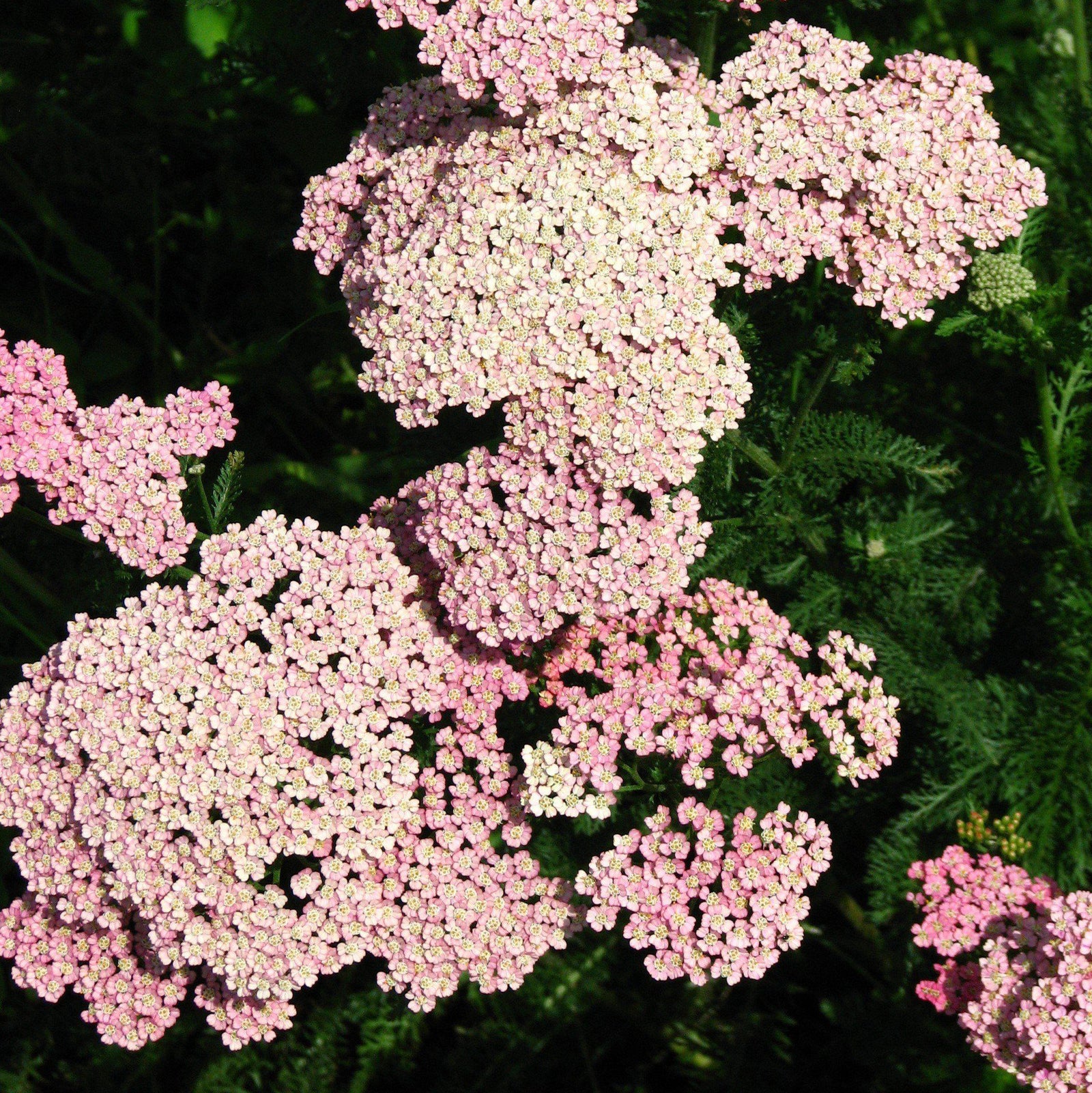 Achillea millefolium 'Peachy Seduction' ~ Peachy Seduction Yarrow-ServeScape
