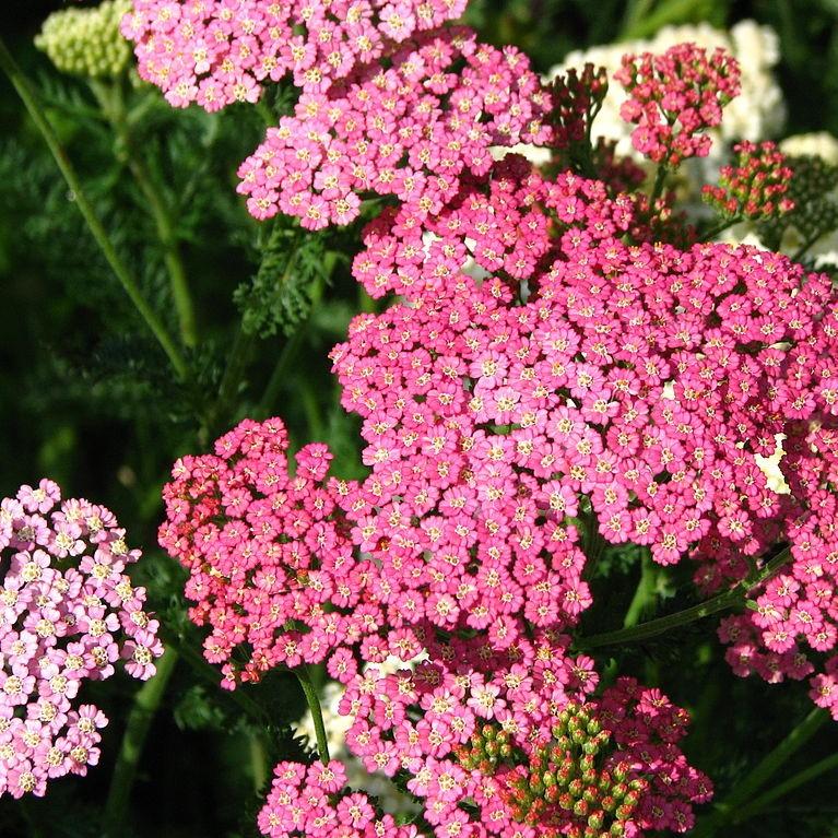 Achillea millefolium 'Pink Grapefruit' ~ Pink Grapefruit Yarrow-ServeScape