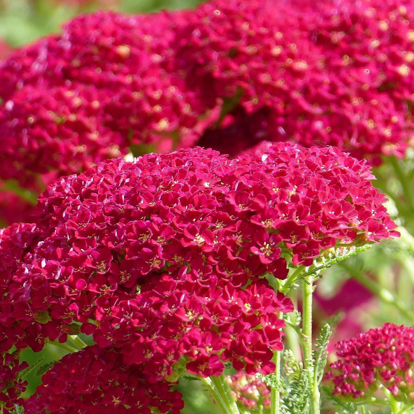 Achillea millefolium 'Pomegranate' ~ Pomegranate Yarrow - Delivered By ServeScape