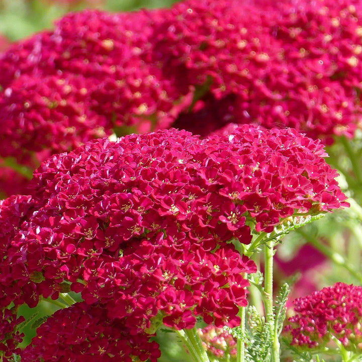 Achillea millefolium 'Pomegranate' ~ Pomegranate Yarrow - Delivered By ServeScape